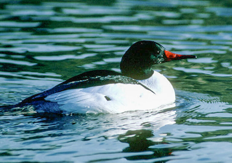 common merganser