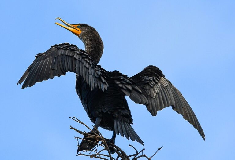 double crested cormorant