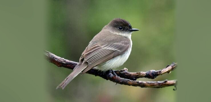 eastern phoebe