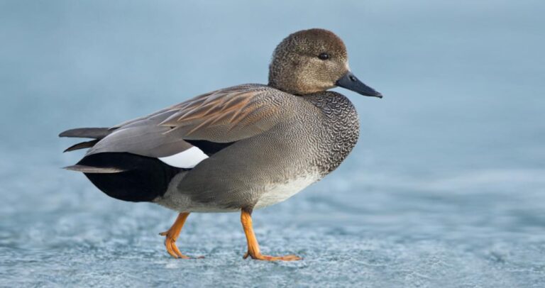 gadwall