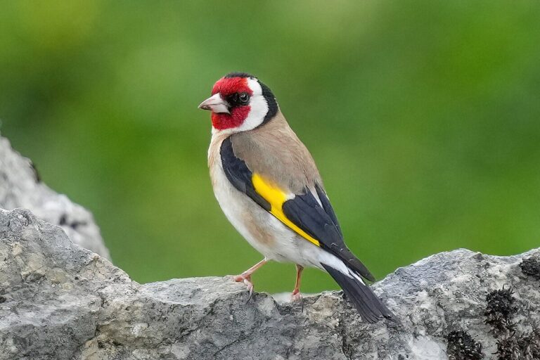gold finch
