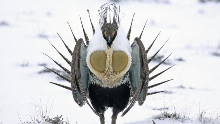 greater sage grouse