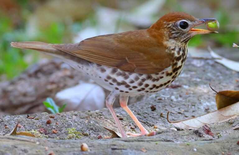 thrush bird