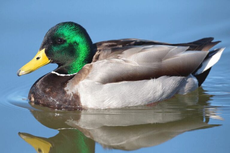mallard ducks