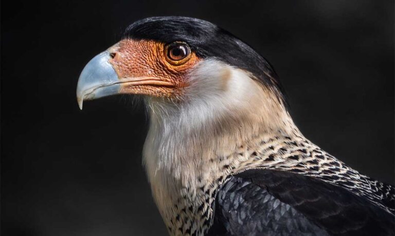 mexican eagle