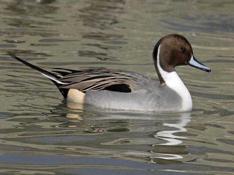 northern pintail