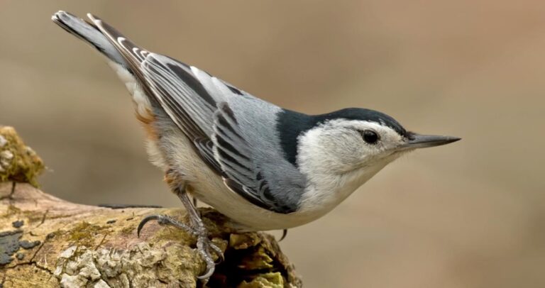 nuthatch bird