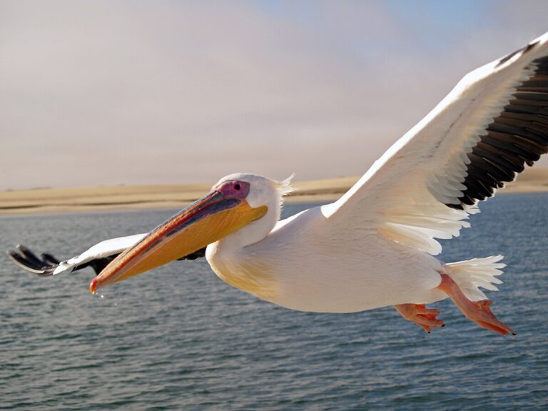 pelican bird