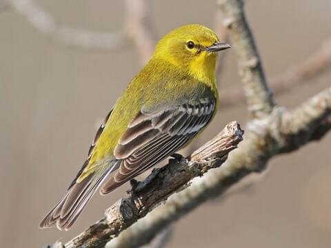 pine warbler