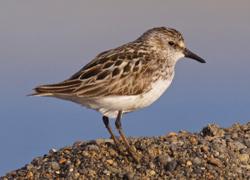 shorebird