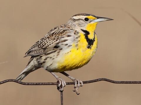 western meadowlark