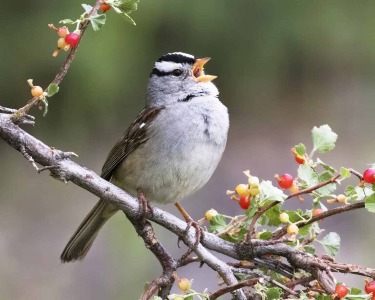 white crowned sparrow