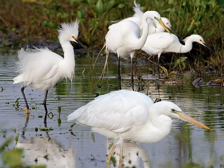 white heron