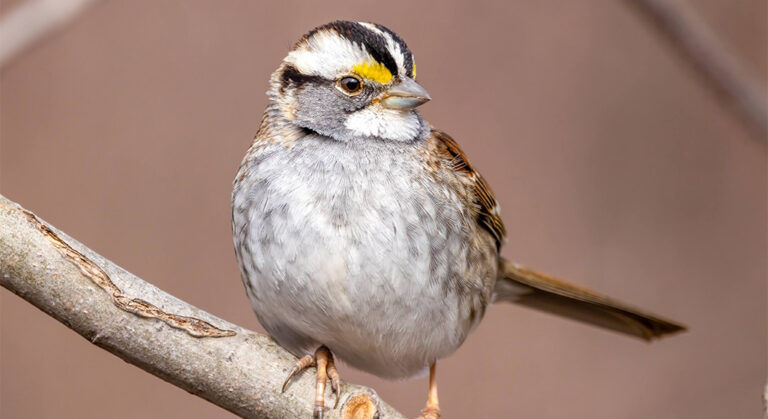 white throated sparrow