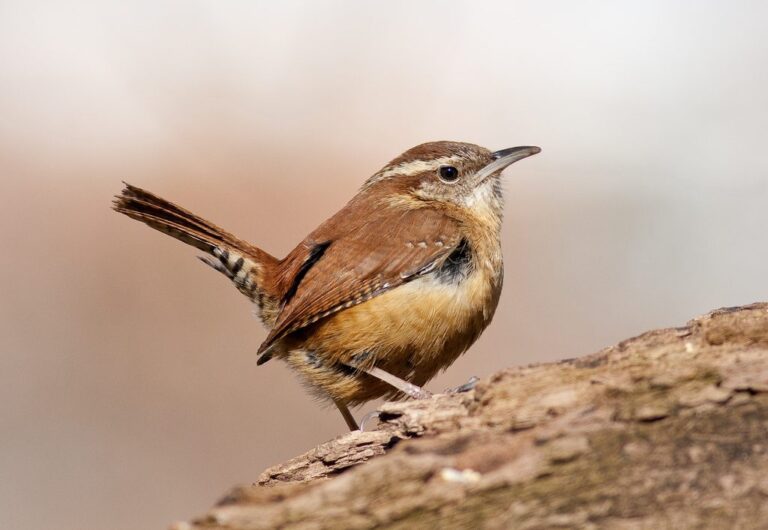 wren bird