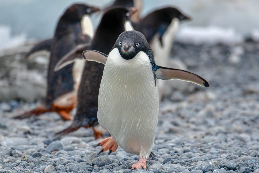 Adelie Penguin