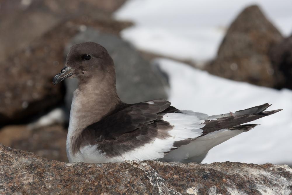 Antarctic Petrel
