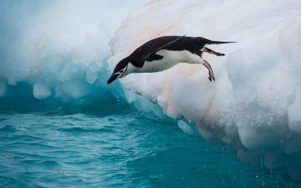 Chinstrap Penguin