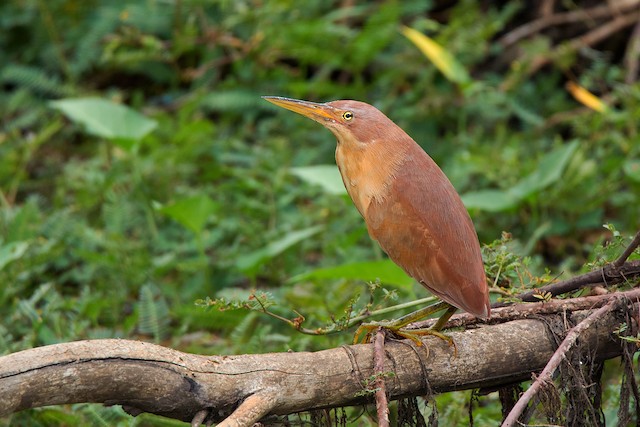 Cinnamon Bittern
