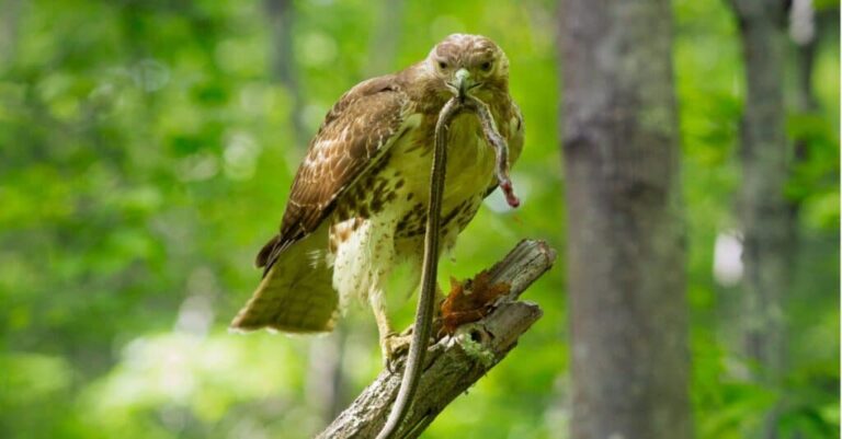 Common Buzzard