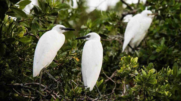Egrets