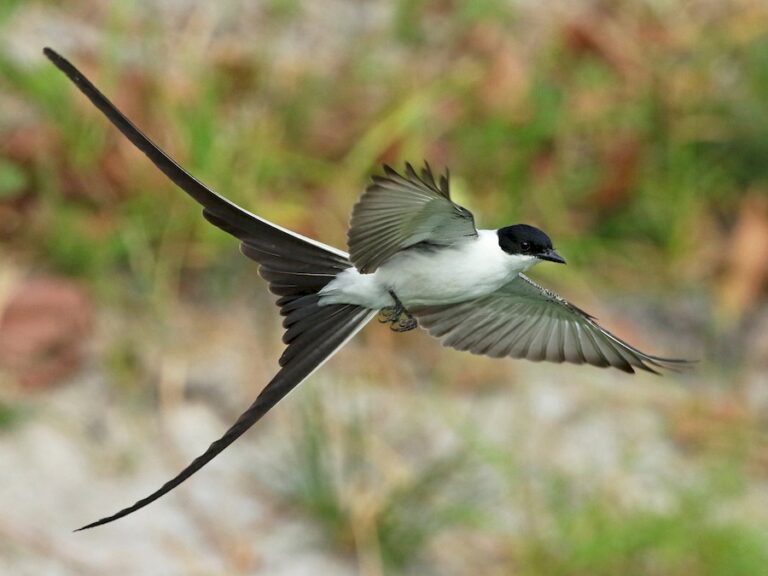 Fork-tailed Flycatcher