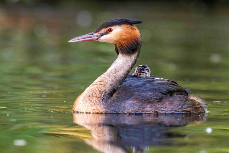 Great Crested Grebe