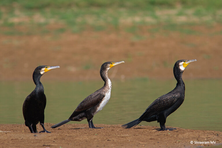 Indian Cormorant