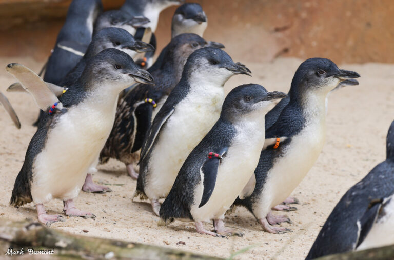 Little Blue Penguin