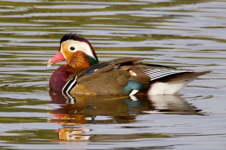 Mandarin Duck