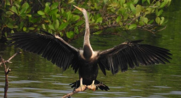 Oriental Darter