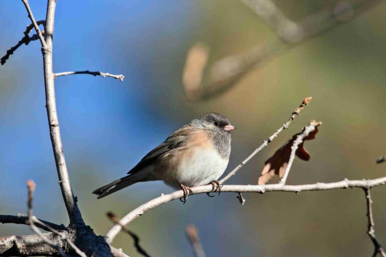 Pink-sided Junco