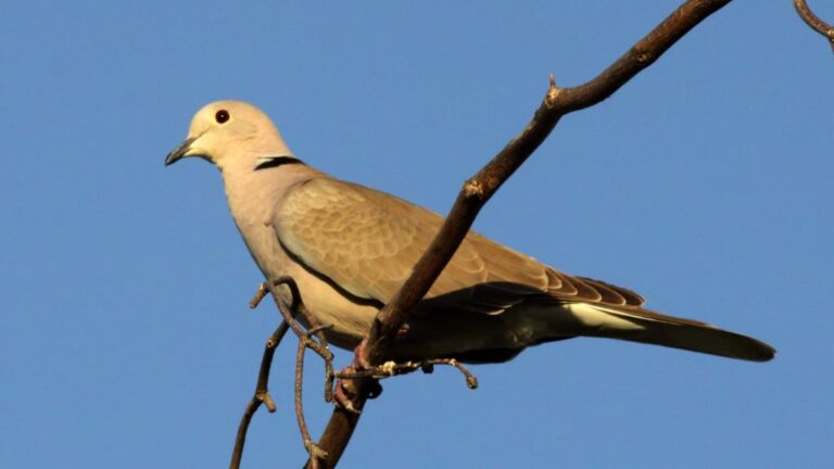 Ringed Turtle-Dove