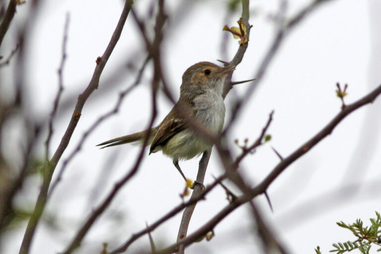 Tawny-crowned Pygmy-Tyrant