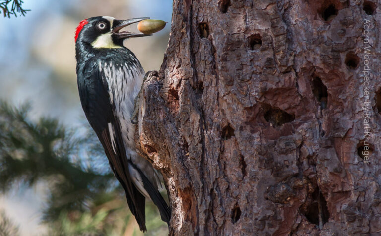 acorn woodpecker