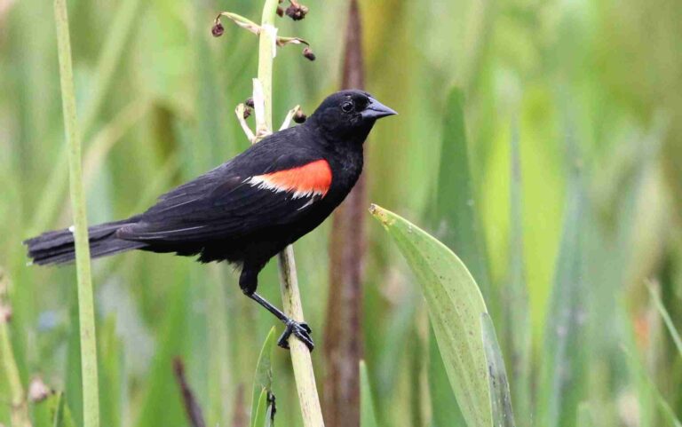 agelaius phoeniceus
