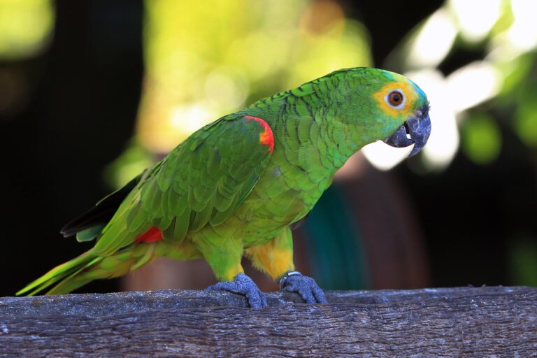 amazon parrot