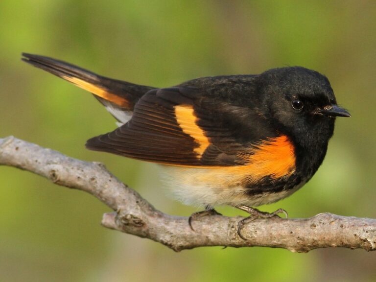 american redstart
