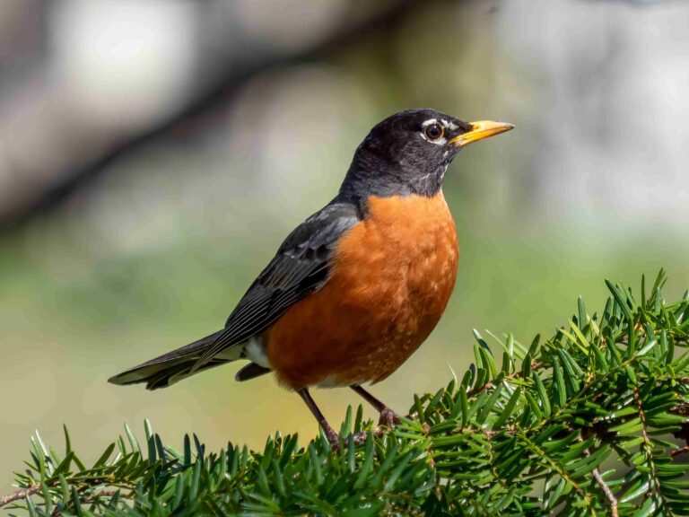 american robin bird