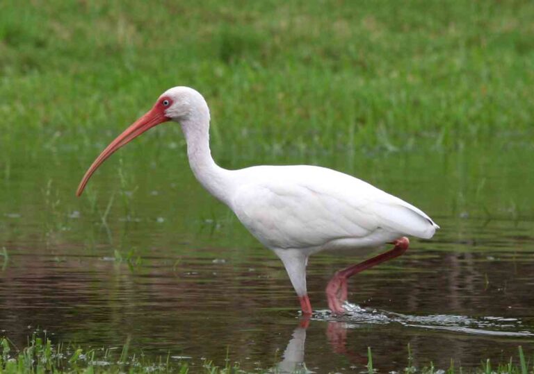 american white ibis