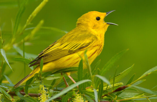 american yellow warbler