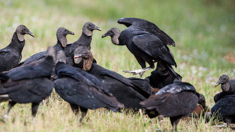 black buzzard