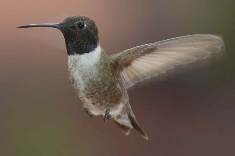 black chinned hummingbird