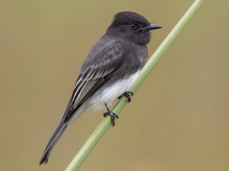 black phoebe