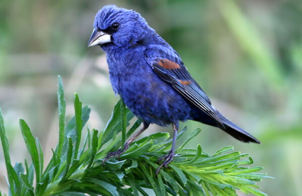 blue grosbeak