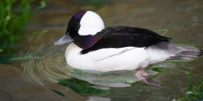 bufflehead duck