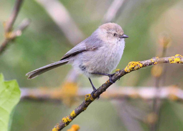 bushtit