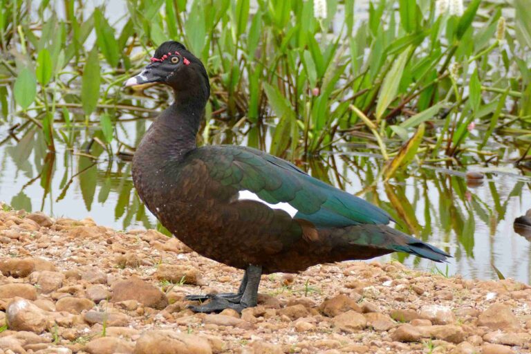 cairina moschata