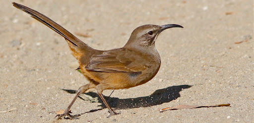 california thrasher bird