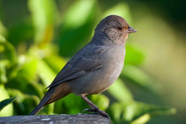 california towhee